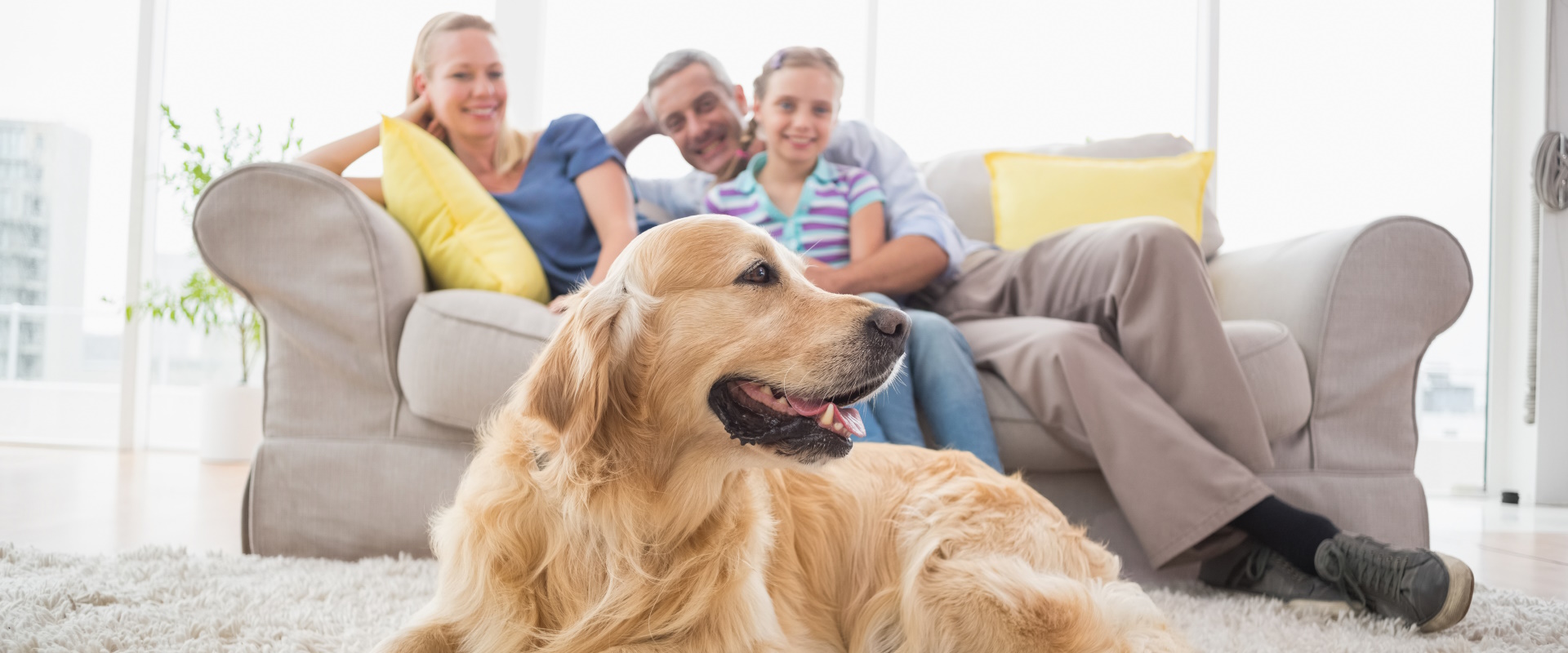 Bild zu Hundehalter-Haftpflicht